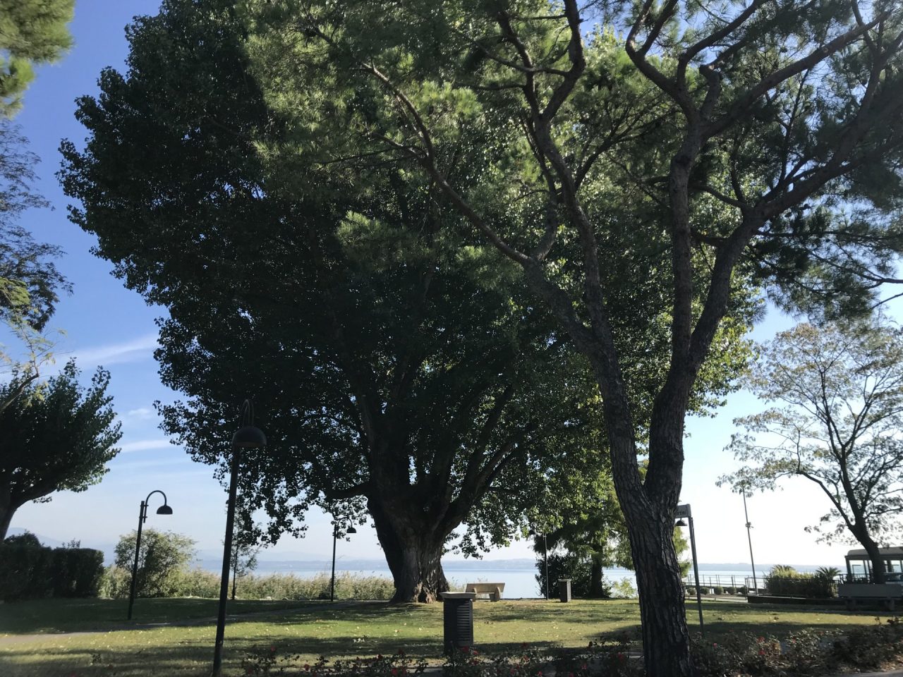 Alberi monumentali a Sirmione: 100 segnalazioni dai cittadini