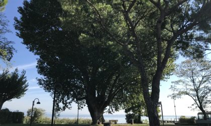 Alberi monumentali a Sirmione: 100 segnalazioni dai cittadini