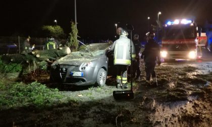 Albero cade su una automobile