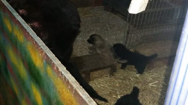 Scoppia bombola nel comasco: sfiorata strage per 60 cuccioli