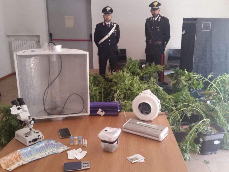 Marijuana e anabolizzanti “fai da te”: in casa una coltivazione quasi a livello industriale