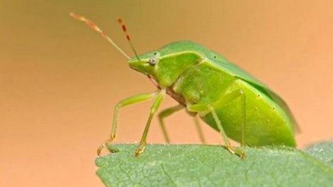 Cimici come debellarle (o provare a frenare l’invasione)