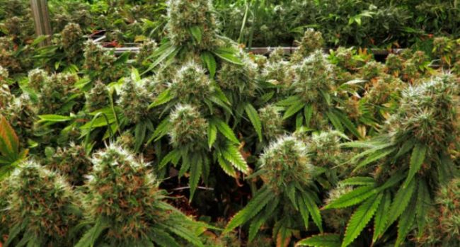 Un altro arresto dopo la maxioperazione antidroga della Valcamonica