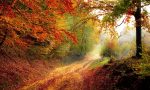 I colori dell'autunno: cos'è e dove trovare la magia del foliage