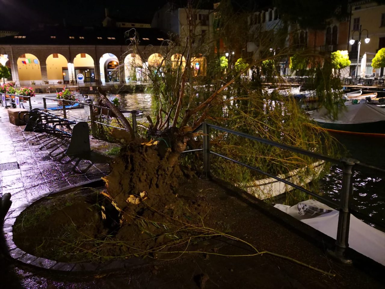 Abbattuto il celebre salice del Porto Vecchio di Desenzano