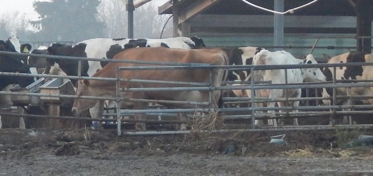 Stalle abusive a Chiari Il caso finisce al Tar