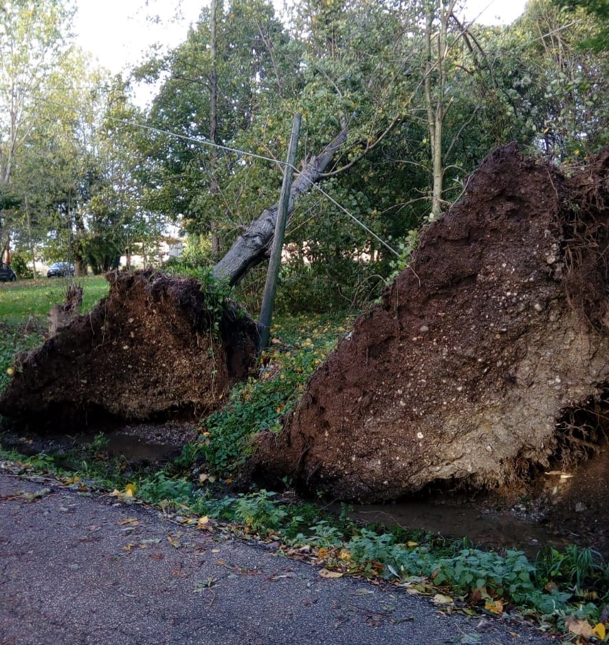 Alberi caduti e cavi elettrici tranciati, il maltempo non risparmia Calvisano