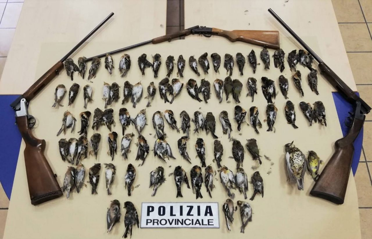 Bracconieri hanno abbattuto centinaia di animali protetti in Valsabbia