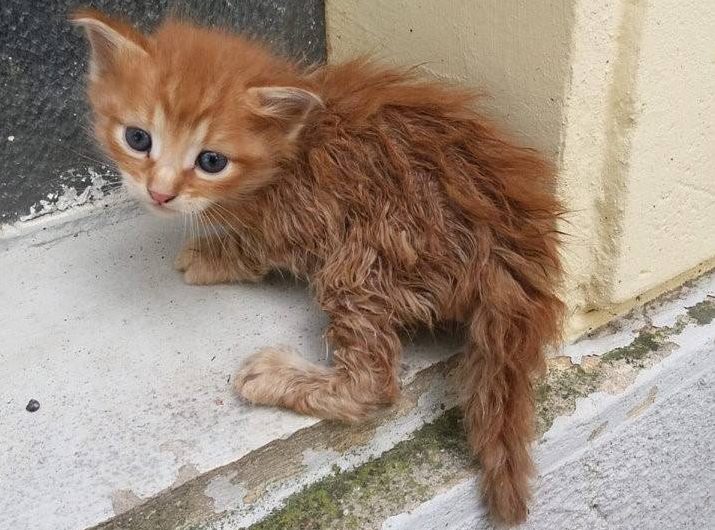 Farmaci per gli animali meno fortunati, a dicembre la raccolta