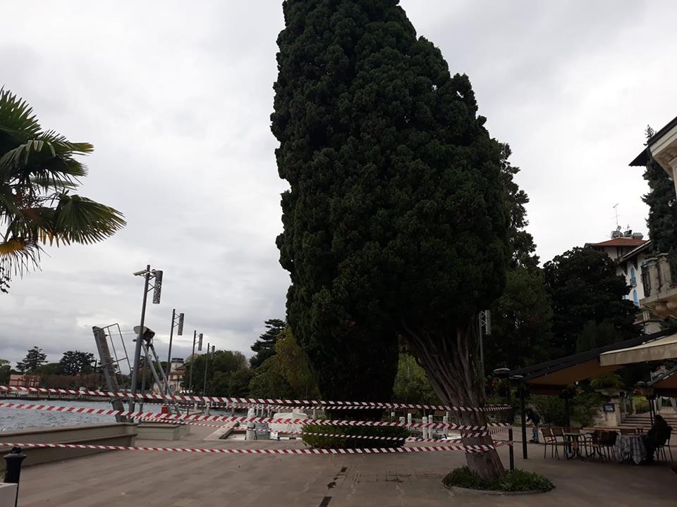 Crepe nel cipresso sul lungolago d’Annunzio