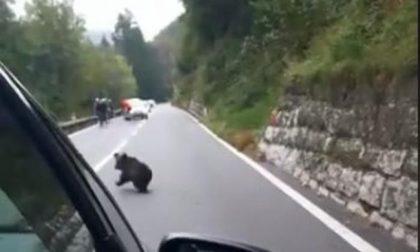 Mamma orsa e il suo piccolo immortalati in Valcavallina ma è una fake news VIDEO