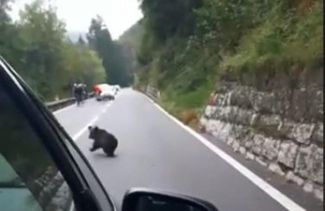 Mamma orsa e il suo piccolo immortalati in Valcavallina ma è una fake news VIDEO