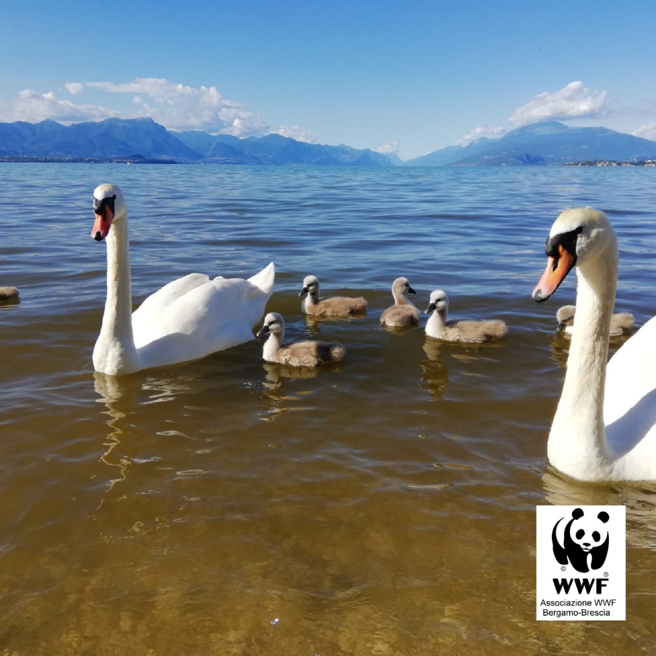 Acqua gialla a Desenzano: Arpa conferma valori fuori norma