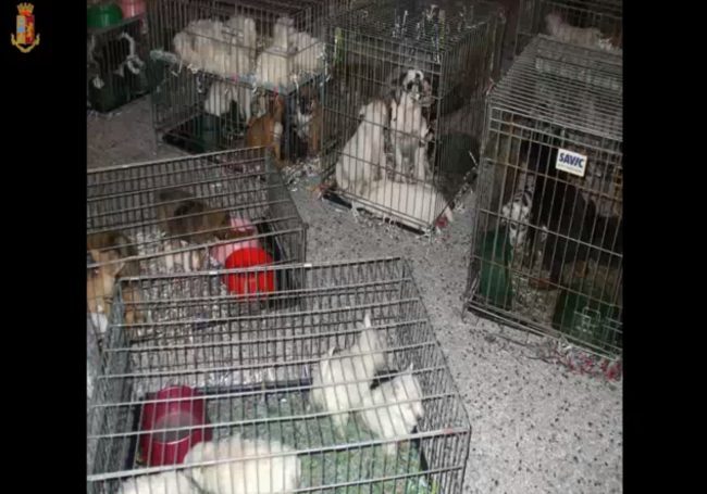 Presi trafficanti di cuccioli, ne avevano 65 nel bagagliaio VIDEO