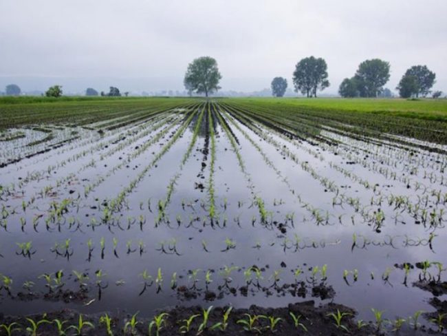 Maltempo Lombardia, 7 milioni di danni con campi allagati e cascinali scoperchiati