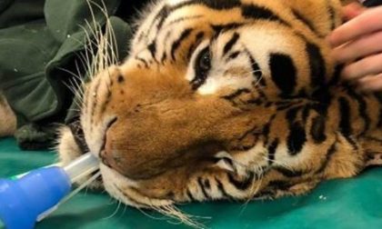 Ospedale Veterinario Lodi opera tigre di 200 kg