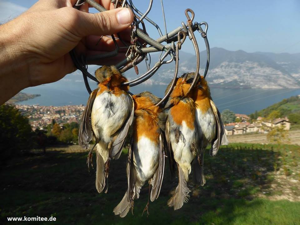 Stop al bracconaggio la volontà di agire anche da parte delle istituzioni