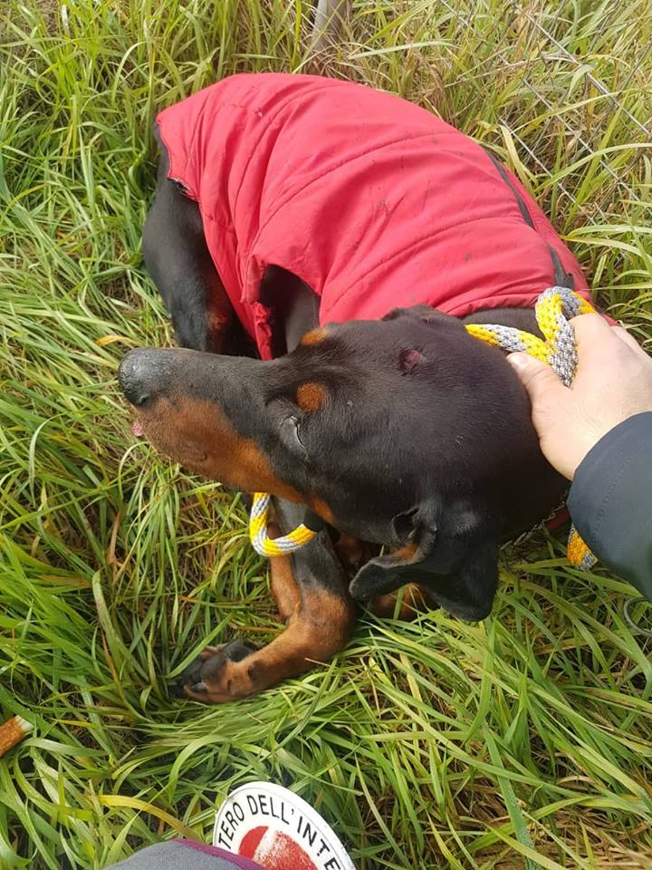Ritrovata Maya, il doberman fuggito dopo l’incidente in A21 a Borgosatollo
