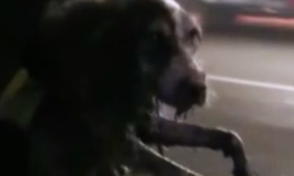 Toby, il cane salvato dai Vigili del Fuoco alla Vigilia – VIDEO