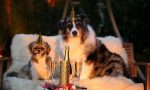 Capodanno da cani, ecco come tutelare gli amici a 4 zampe