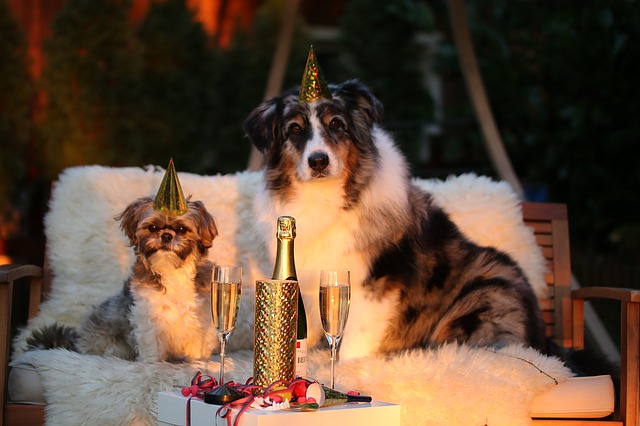 Capodanno da cani, ecco come tutelare gli amici a 4 zampe