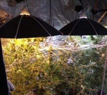 Coltivava marijuana in garage, arrestato quarantenne