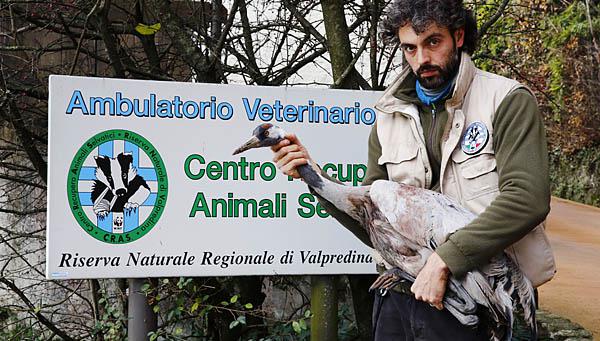 Una Gru presa a fucilate a Dello