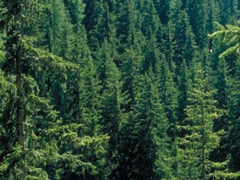 Il nuovo albero Spelacchio arriva dalla Lombardia (e paga Netflix)