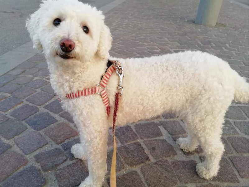 Cane smarrito, l’appello disperato della proprietaria