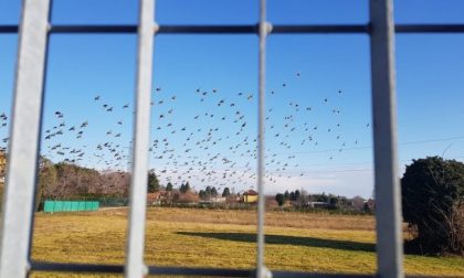 Gli Uccelli di Hitchcock? No sono i cieli della Brianza VIDEO