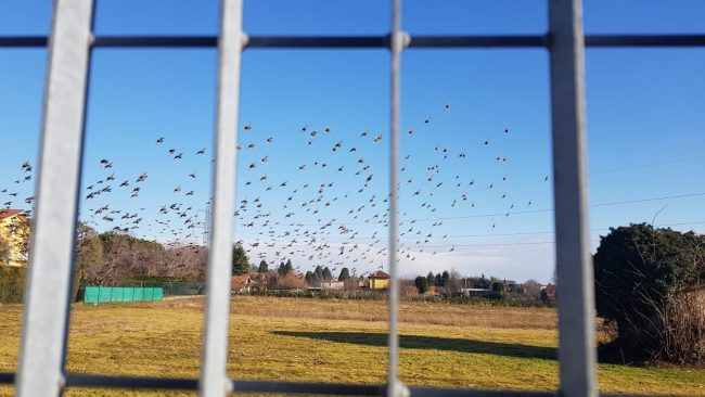 Gli Uccelli di Hitchcock? No sono i cieli della Brianza VIDEO