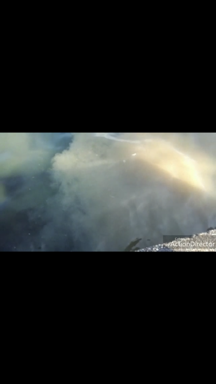 Desenzano, feci e carta igienica in acqua. La denuncia del Wwf VIDEO