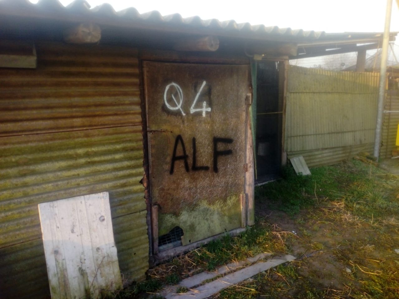 Raid animalista via 2000 quaglie da un allevamento