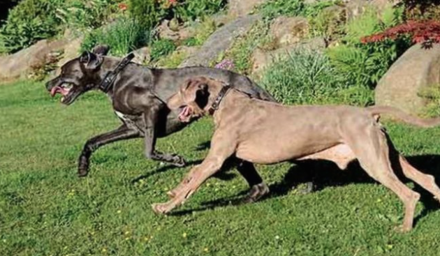 Ragazzina di 12 anni aggredita dai suoi due alani