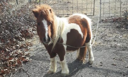 Pony abbandonato in tangenziale a Roncadelle