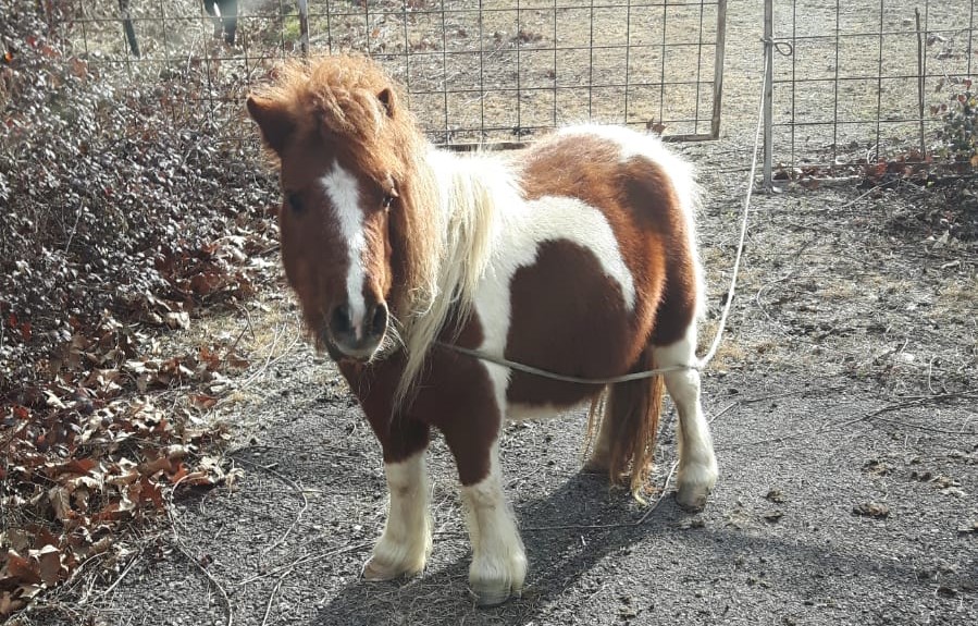 Pony abbandonato in tangenziale a Roncadelle