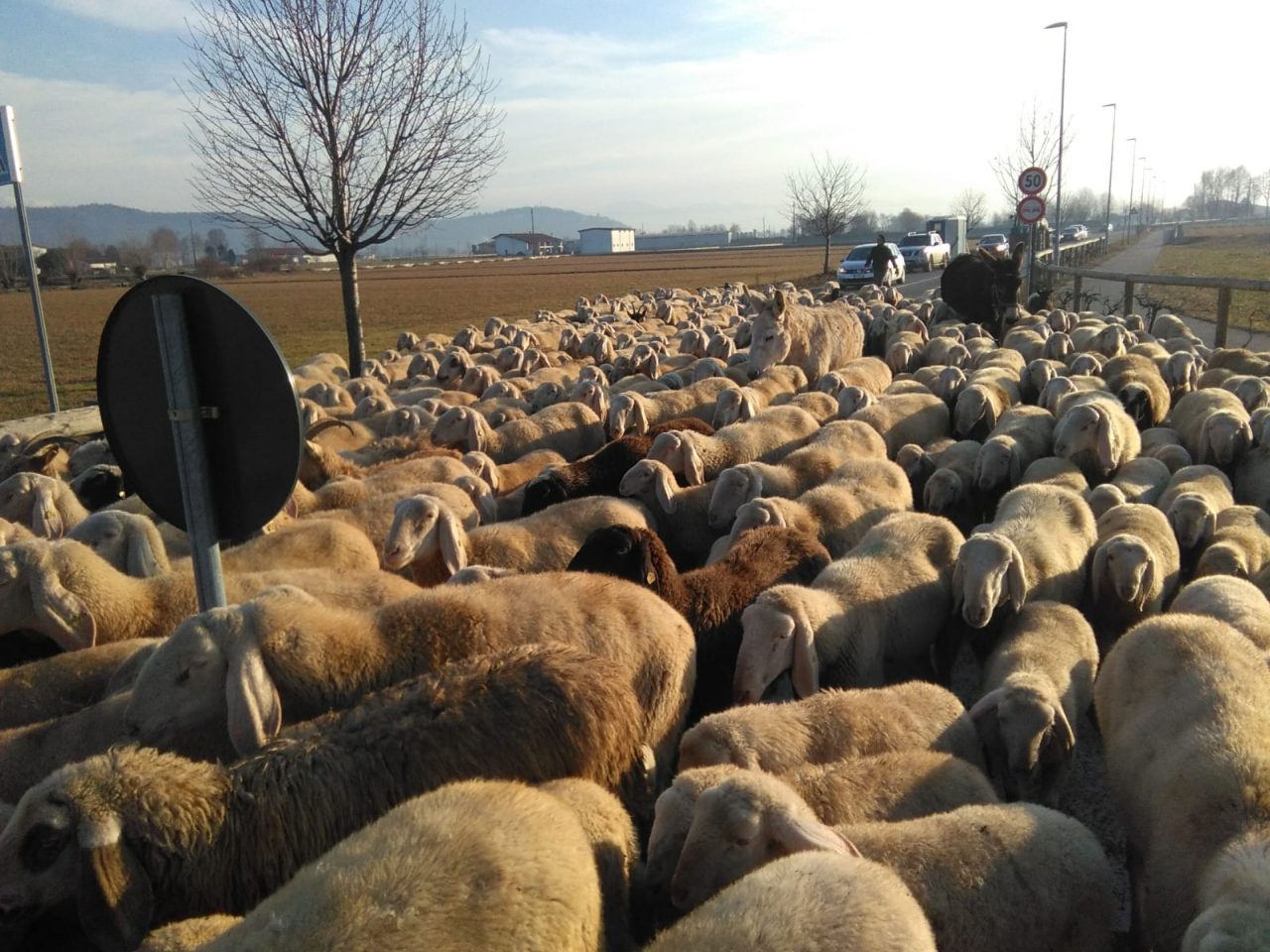 Pecore a Chiari, traffico paralizzato VIDEO