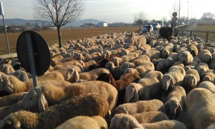 Pecore a Chiari, traffico paralizzato VIDEO