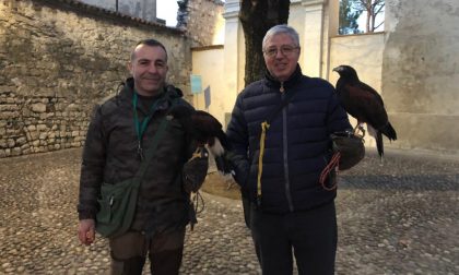 Per scacciare i piccioni da Iseo arrivano i falchi