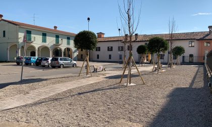 Addio ai tigli di Bassano: “una scelta difficile, ma necessaria”