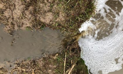 Sversamenti abusivi e rifiuti invadono la Bassa