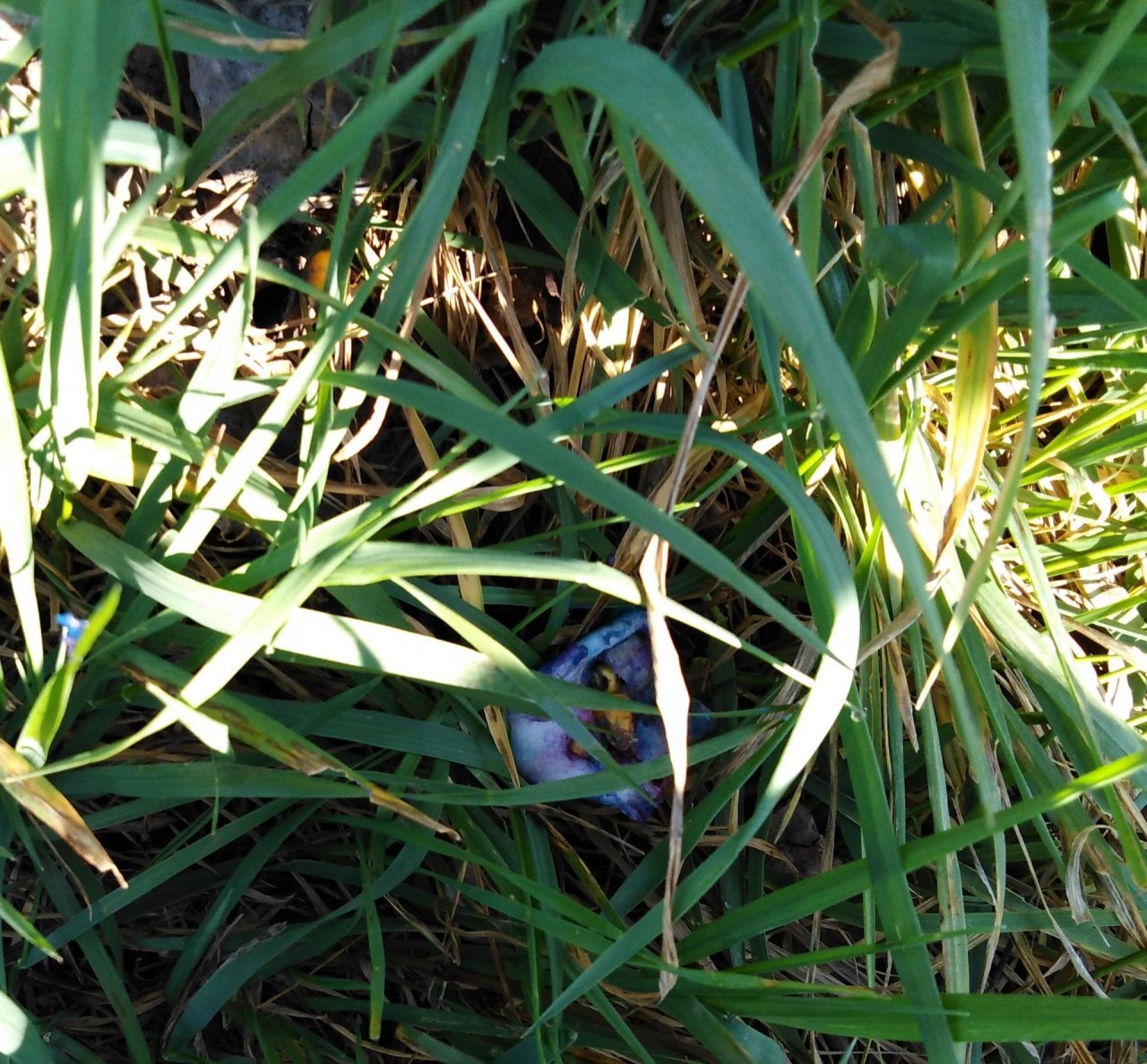 Esche avvelenate, controlli serrati