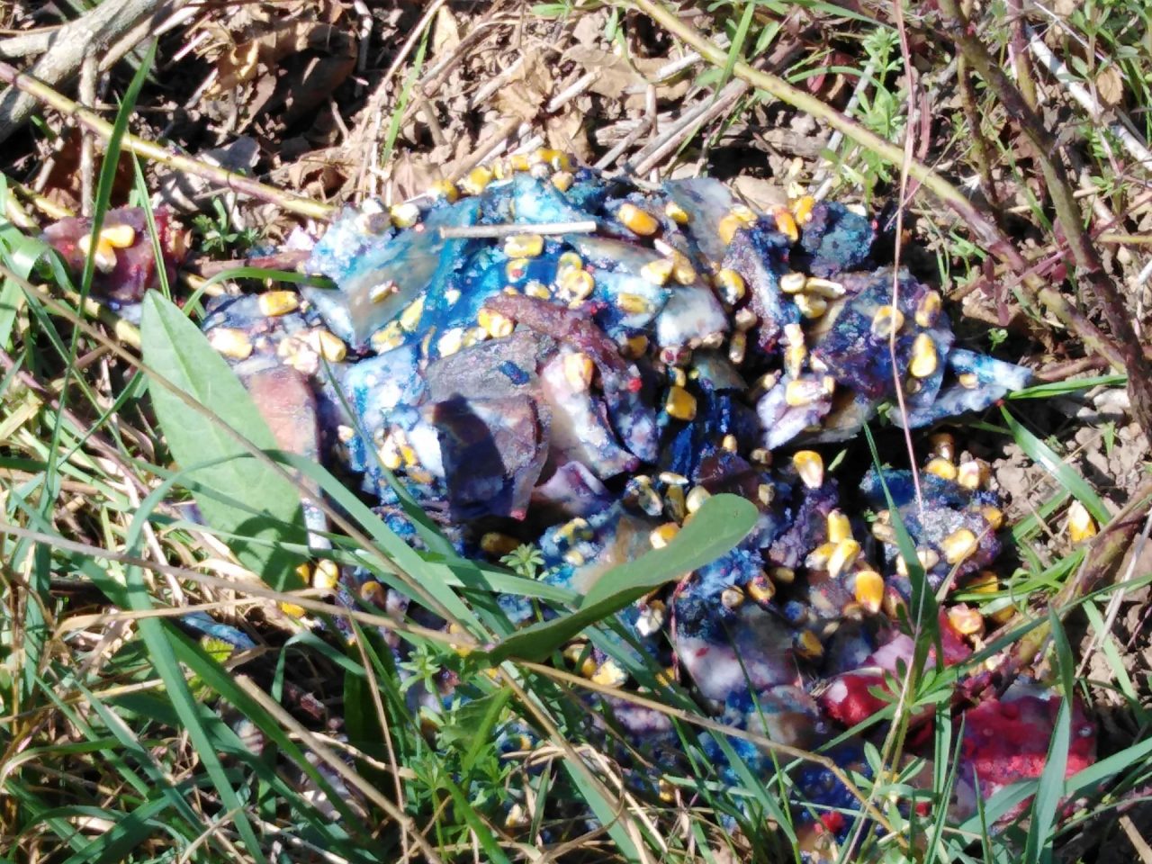 Allarme bocconi avvelenati, decine di esche a Visano