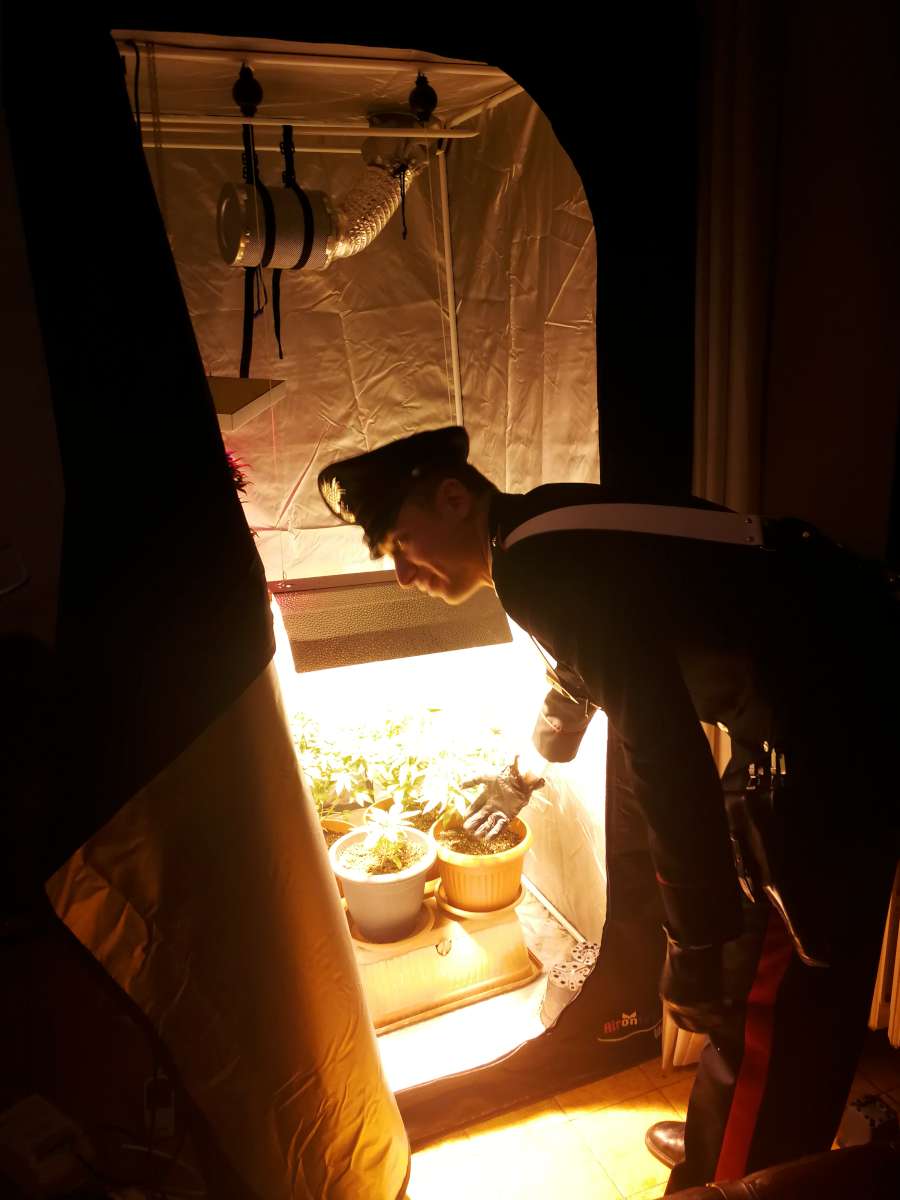 Mini serra di marijuana e armi nascoste in casa