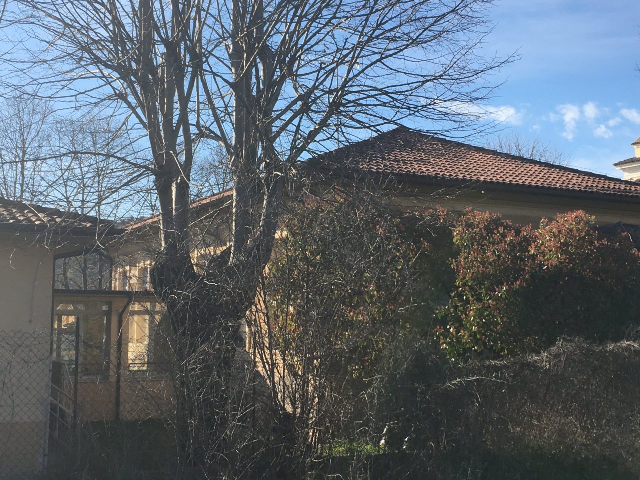 Taglio delle piante alle scuole di Grole di Castiglione d/S