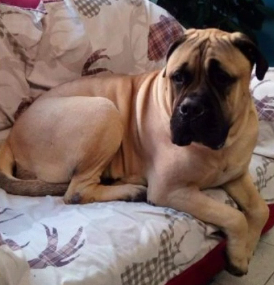 Hanno ucciso Tyson, il cane della veterinaria