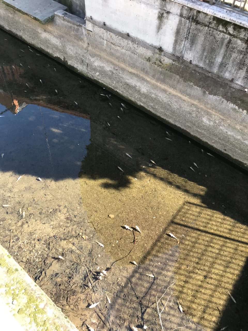 Moria di pesci nella Seriola di Ospitaletto