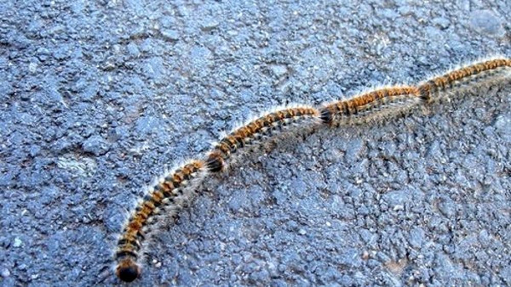 Ordinanza per i nidi di processionarie a Castiglione