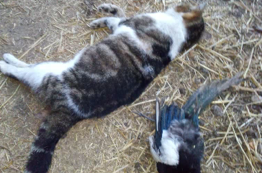 Dal Piemonte a Quinzano per indagare sulle esche avvelenate