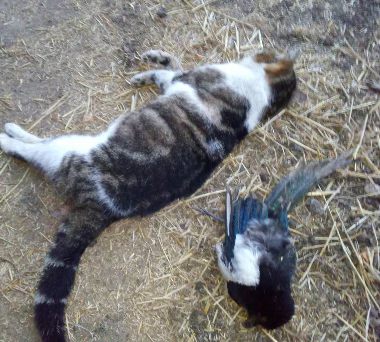 Dal Piemonte a Quinzano per indagare sulle esche avvelenate